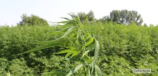 Die suche nach einem geeigneten platz für das outdoor growing beginnt am besten schon ein jahr vorher, nur so können wir sehen wie die stelle in der freien natur sich im sommer und spätsommer verhält, ob viele leute spazieren gehen, pilzsucher oder evtl. Tarnen Tauschen Und Verstecken Hanfjournal
