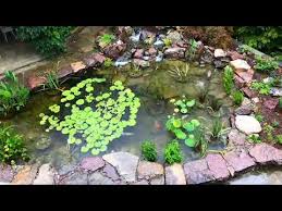 Q what is the ideal depth for a koi pond? Koi Pond In A Rainstorm Sleep Sound Youtube