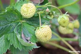 Browse 38,286 strawberry plant stock photos and images available or search for strawberry plant isolated or strawberry plant pot to find more great stock photos and pictures. How To Grow Strawberries Care And Harvest Strawberry Plants Plantopedia