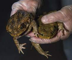 Help Stop The Spread Of Cane Toads Nsw Environment Energy And Science