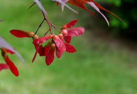 We did not find results for: Guide To Japanese Maple Trees Jackson S Online Garden Centre