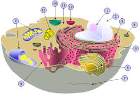 We did not find results for: Animal Cell Cell Organelles Full Size Png Download Seekpng