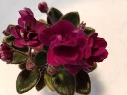 We did not find results for: Precious Red In 2 Pot 7 00 Fancy Bloomers African Violets