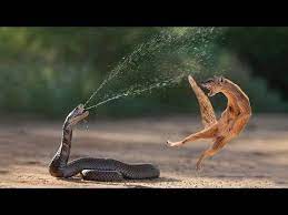 Amazing Snake Python King Cobra Big Battle In The Desert Mongoose Amazing Attack Of Animals Youtube Animals Snake Dangerous Animals
