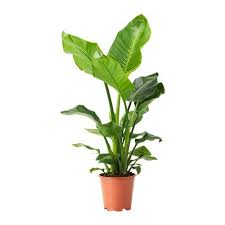 Strelitzia Pianta Da Vaso Uccello Del Paradiso Leggi I Dettagli Del Prodotto Ikea It Plants Easy Care Plants Plant Decor