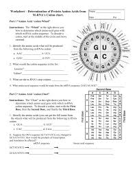 Fill in the correct mrna bases by transcribing the bottom dna codec. Protein Codon Chart Danada