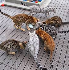 They were developed by various people, most notably jean sugden the f number becomes less meaningful the further away you are from early generations. Bengal Cat Characteristics Behaviour What To Consider Before Buying