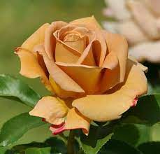 Pin De Sandy Pina En Flowers Is My World Ramo De Rosas Flores Imagenes De Flores