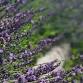 Lavender Festival