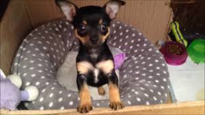 Maybe you would like to learn more about one of these? Cute Black And Tan Chihuahua Puppy 7 Weeks Youtube