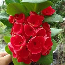 Image result for Euphorbia chevalieri