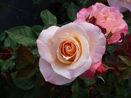 Walter lammerts in the united states in 1954. Apricot Queen Elisabeth Large Flowered Rose Rosarium Lottum