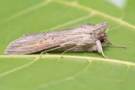 Image result for Cucullia umbratica