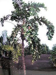 Image result for Aiphanes horrida