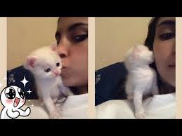 Des photos de chat tantôt amusantes, tantôt attendrissantes, de chats et de chatons, endormis ou en mouvement et souvent. Video Chat Mignon