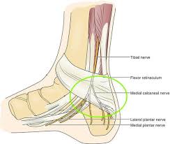 It may remain for a moderate duration or require pain management before it goes away. Is Your Heel Pain Caused By Plantar Fasciitis Or Something Else How To Tell And What To Do Part 2 Oregon Foot Ankle Specialists Dr Gauntt Dpm