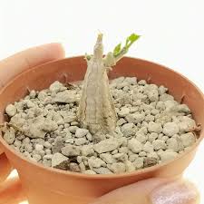 Image result for Kedrostis