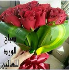صباح الورد Good Morning Photos Flowers Rose