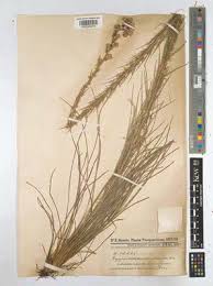 Image result for Vernonia gerberiformis