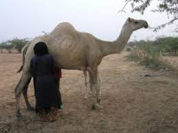 If you see the elephant in the given picture, share it with your friends on whatsapp, facebook and other social networking sites and challenge them to find it. Camel Milk And Autism Connecting The Genetic Dots Dna Science