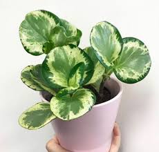 Crescere in casa una pianta è sempre una festa. Coltivare Peperomia Guida Per Principianti