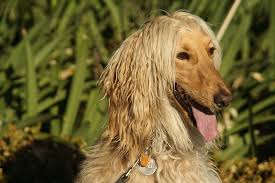 Wellpets The Afghan Hound Is Considered An Aristocratic Sighthound Tall And Slender With A Long Narrow Refined Head Silky Top Afghan Hound Hound Hound Dog