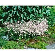 Gartenfigur flamingo, gartendeko, stolzer garten flamingo naturrost 30 cm. Gypsophila Paniculata Flamingo Pflanzen Fur Dich De 6 00