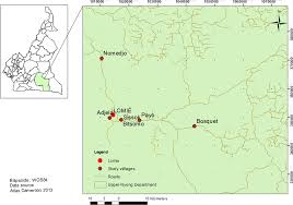 Image result for Heisteria zimmereri