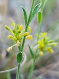 Image result for Thymelaeaceae