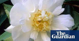 How about adding some winter pinks, yellows and purples to them? Gardens How White Plants Can Brighten The Winter Months Gardens The Guardian