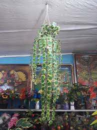 We did not find results for: Daun Rembet Gantung Hiasan Teras Toko Bunga Fara Flowers Facebook