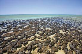 Shark Bay Bay Western Australia Australia Britannica