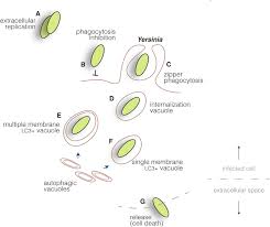 Image result for yersinia fotos