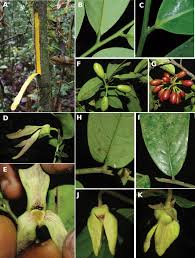 Image result for Monanthotaxis poggei