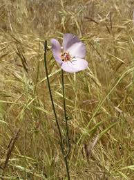 Image result for Mimulopsis runssorica