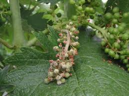Image result for peronospora grapevine