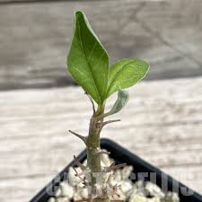 Image result for Sesamothamnus lugardii