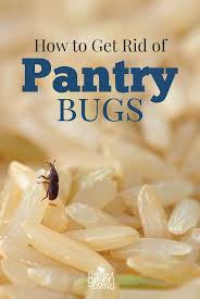 how to get rid of pantry bugs pantry