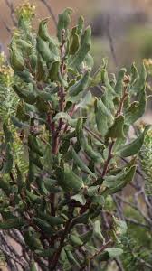 Image result for Euclea