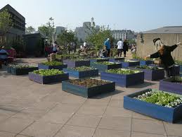 Roof garden advocates believe that roof farming can be the answer to food insecurity in cities and environmentalists believe that these green. Queen Elizabeth Hall Roof Garden London Created For Festival Of Britain S 60th Anniversary Roof Gardens London Rooftop Garden Roof Garden