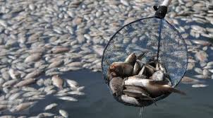 Budiaya ikan memang asik dilakukan, baik itu sebagai hobi maupun sebagai mata pencaharian utama. Banyak Ikan Mati Disungai Ongkang Dumoga Diduga Akibat Tercemar Limbah Mercuri Mitrapol