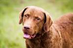 Chesapeake Bay Retriever Relief & Rescue - CBR Dog Adoptions