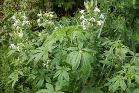 Verbena has the strong citrus smell of lemon but more grassy, like citronella, than fruity. 10 Things That Weirdly Smell Like Weed Herb