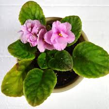 Us wildflower's database of wildflowers for michigan click on thumbnail for larger version of image, scientific name for detail page. Pin On Instagram African Violets