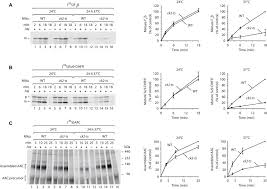 We did not find results for: Regulation Of Mitochondrial Protein Import By Cytosolic Kinases Cell