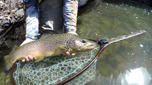 Maybe you would like to learn more about one of these? Eagle Nest Fly Shack Lodge Home Facebook