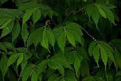 Image result for Elatostema welwitschii