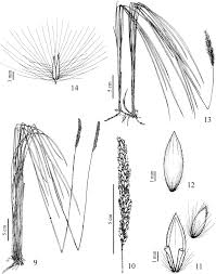 Image result for Eriochrysis