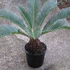 Image result for Cycas