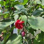 Image result for Abutilon guineense